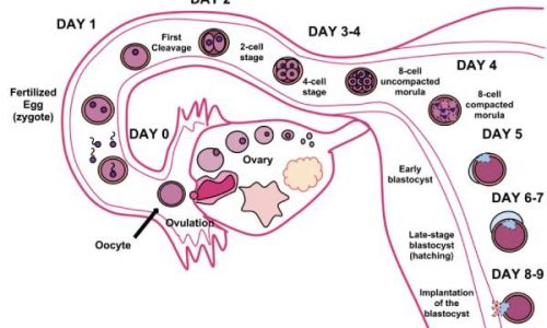 Fallopian Tube Block (1)